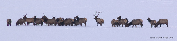 Elk photographed from my back yard