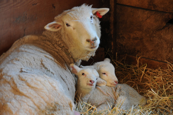Spring lambs